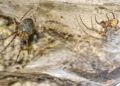 1,140 square foot spider web found in southeastern Europe thought to be world’s largest 1,140 square foot spider web found in southeastern Europe thought to be world’s largest