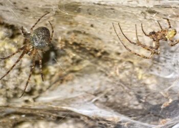 1,140 square foot spider web found in southeastern Europe thought to be world’s largest 1,140 square foot spider web found in southeastern Europe thought to be world’s largest